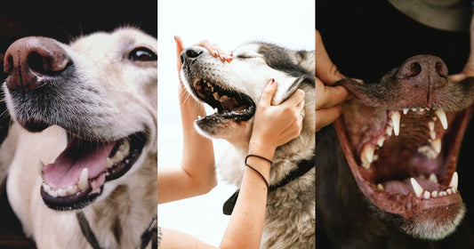 為什麼我的狗狗總是有口臭?- 🐶 幾個你需要知道的重點,預防狗狗口臭!