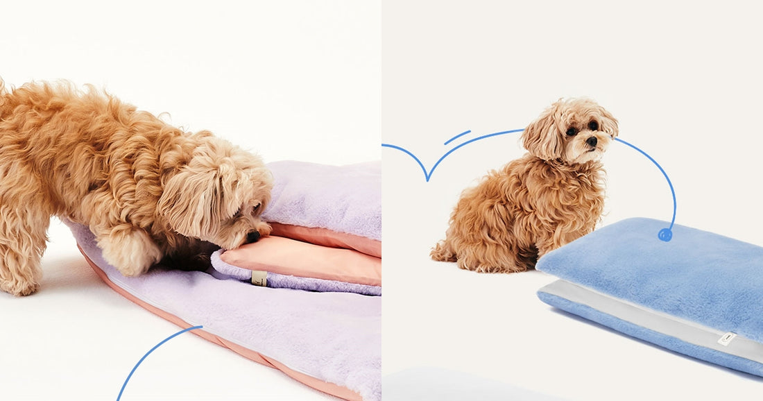 你的狗狗有專用被墊嗎？新手主人該怎麼為狗狗選擇舒適又好用的被墊呢？🐶