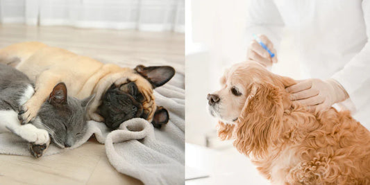 睡眠，是毛孩最安靜的治癒時刻 🌙