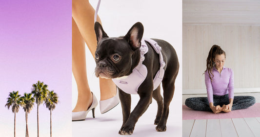 行走的時尚單品「夢幻丁香紫」既神秘又充滿魅力 狗狗也入手了，你還在等嗎？