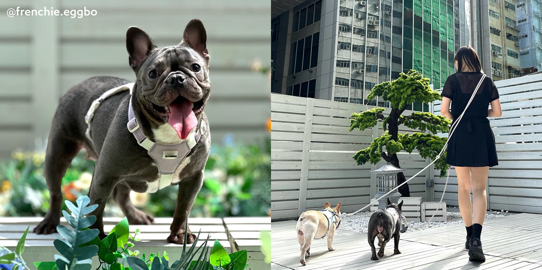 【狗狗可愛合集】韓國人氣 狗狗散步必需的𝐁𝐞𝐬𝐭輔助道具