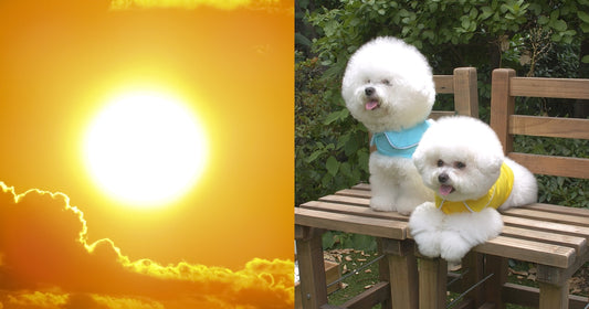炎炎夏日擔心毛孩中暑？韓國都在流行這個！寵物也要「涼感」一夏～