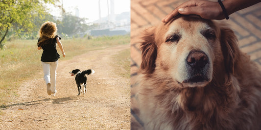 時光不老，愛永存—照顧老年犬的6個TIPS