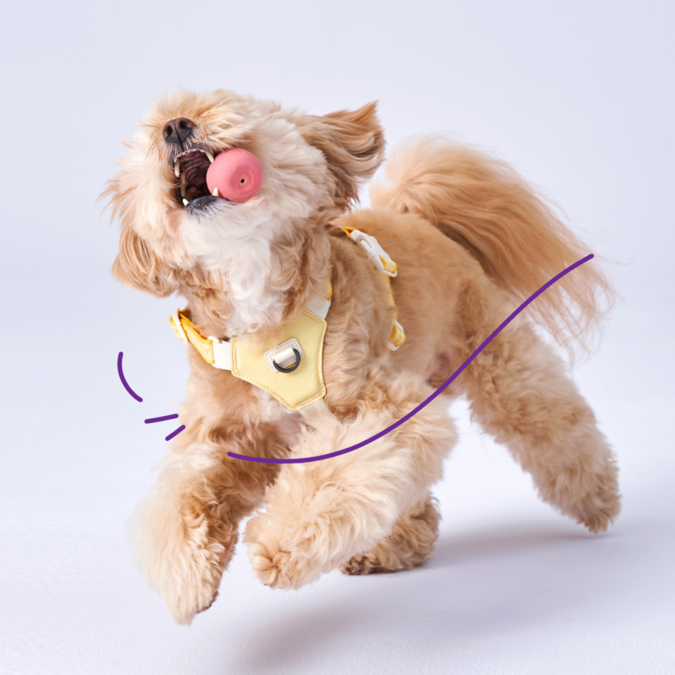 Bouncing Harness｜蹦跳胸背帶