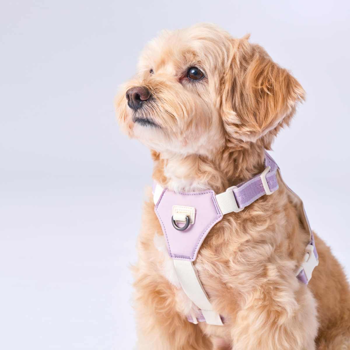 Bouncing Harness｜蹦跳胸背帶