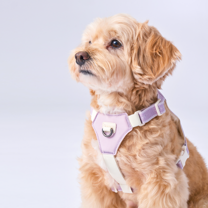 Bouncing Harness｜蹦跳胸背帶