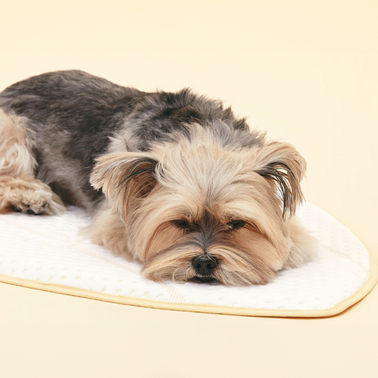 Coolsum surfing mat｜寵物勁涼衝浪墊