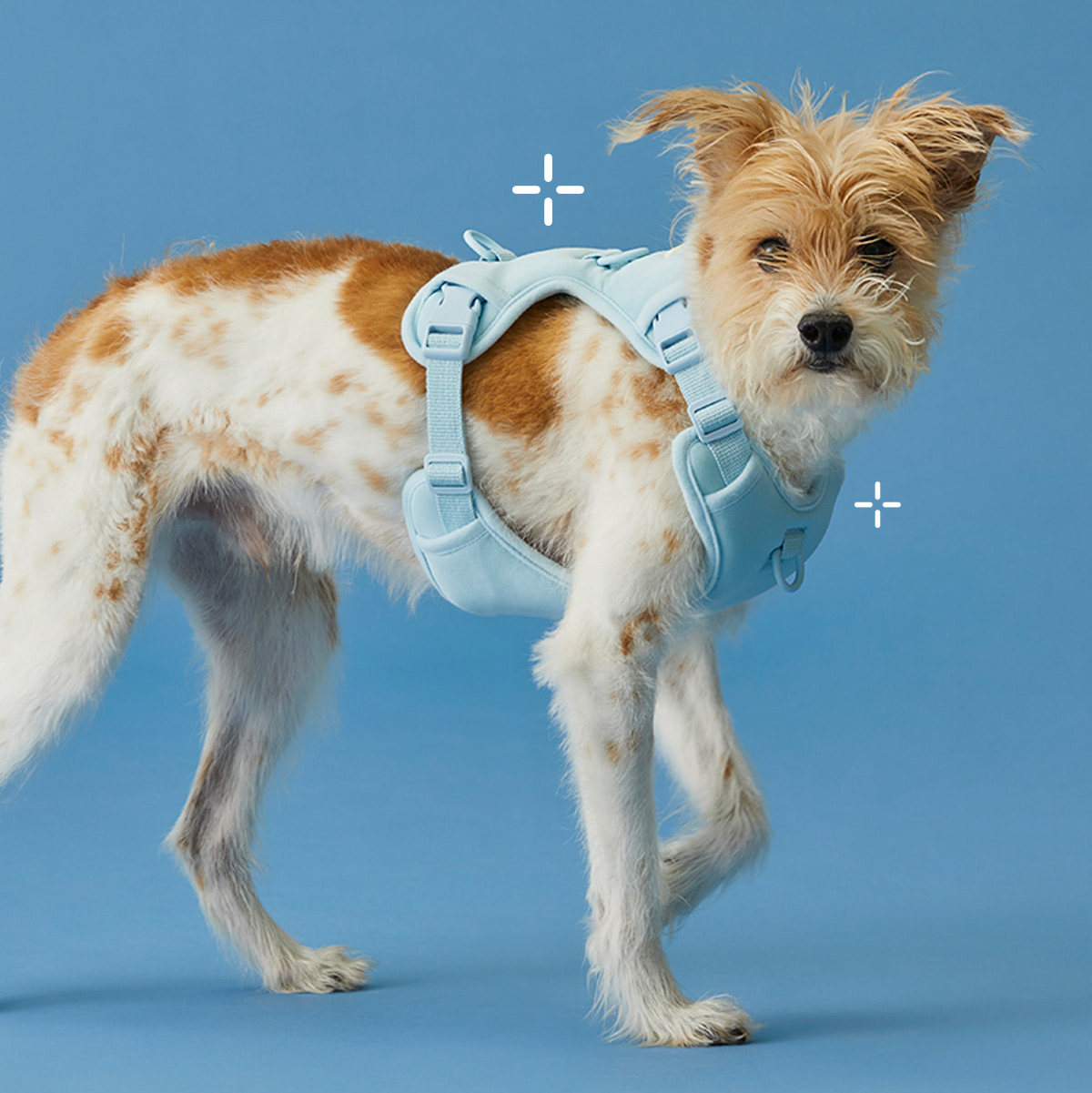 Humming myfit harness V2｜馬卡龍胸背帶 V2