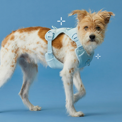 Humming myfit harness V2｜馬卡龍胸背帶 V2