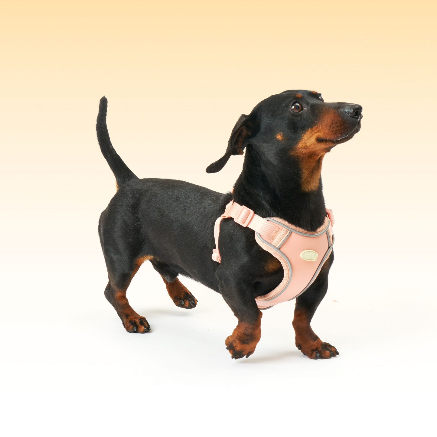 Myfit Harness | 緩緩安全胸背帶