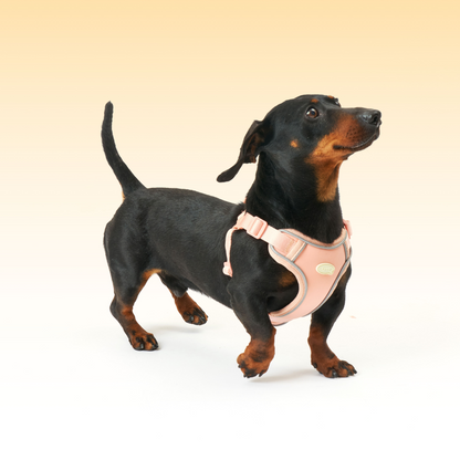 Myfit Harness | 緩緩安全胸背帶