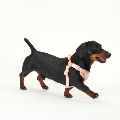 Myfit Harness | 緩緩安全胸背帶