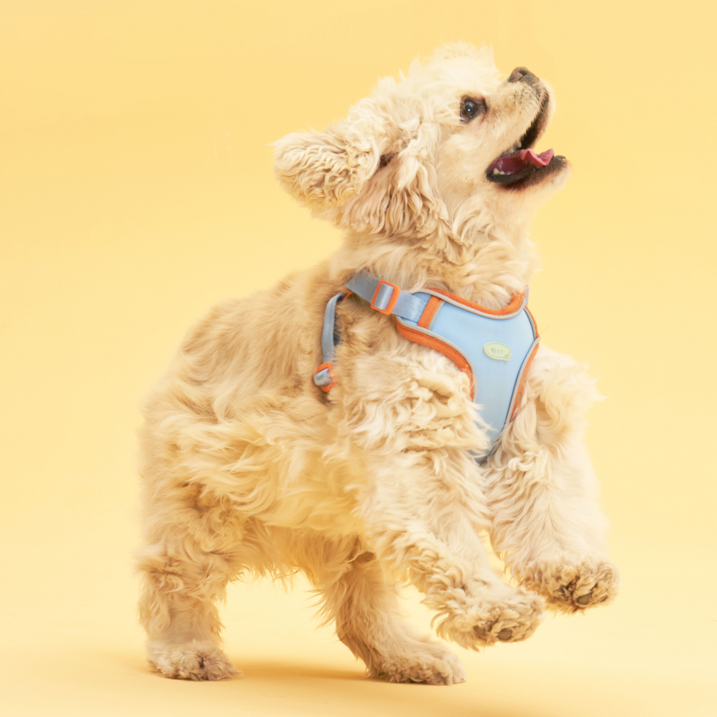 Myfit Harness | 緩緩安全胸背帶