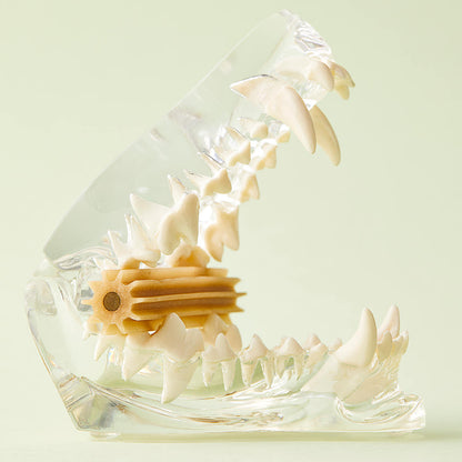 Dental Chica Chew | 營養刷刷潔牙棒