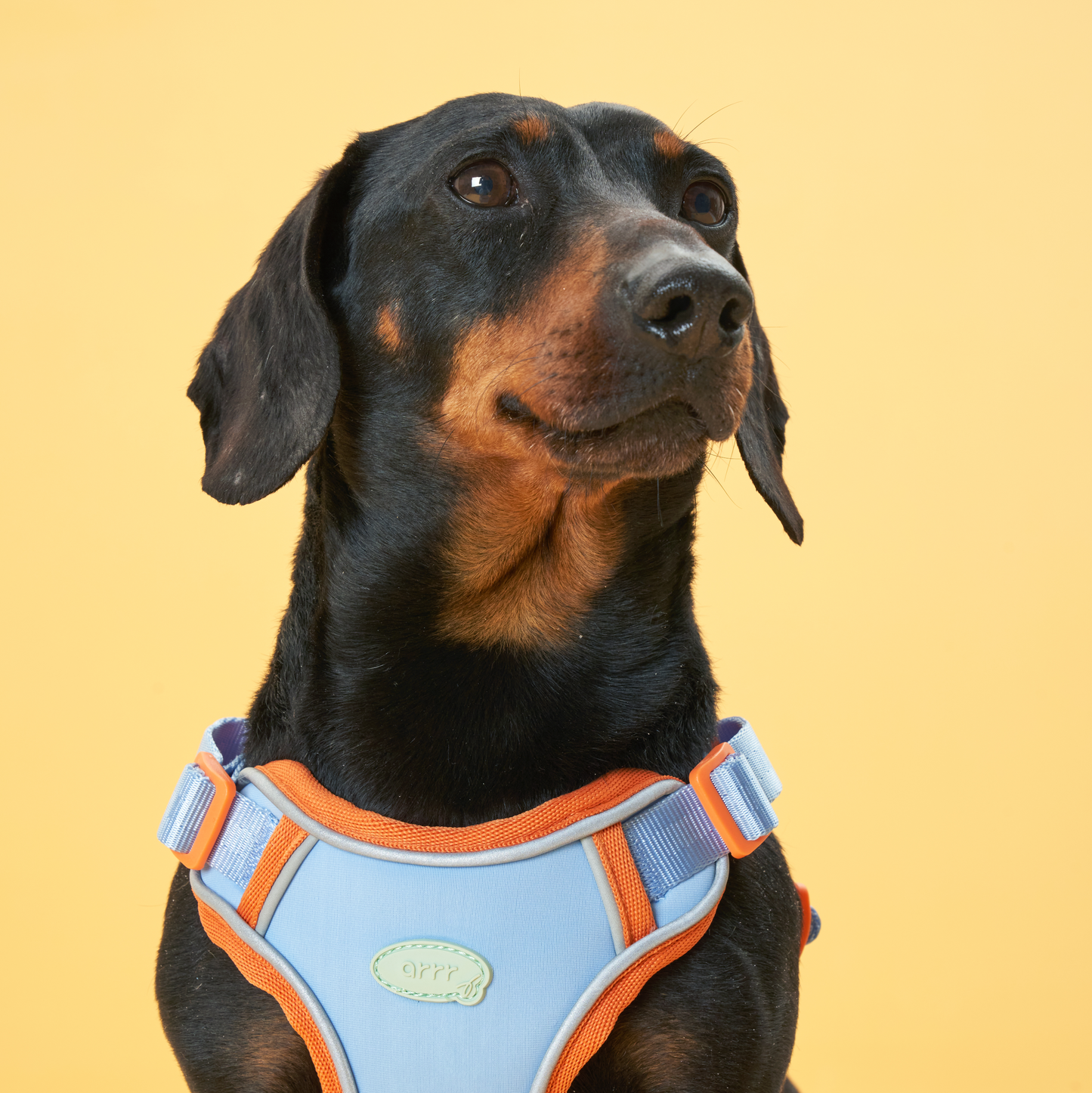 Myfit Harness | 緩緩安全胸背帶