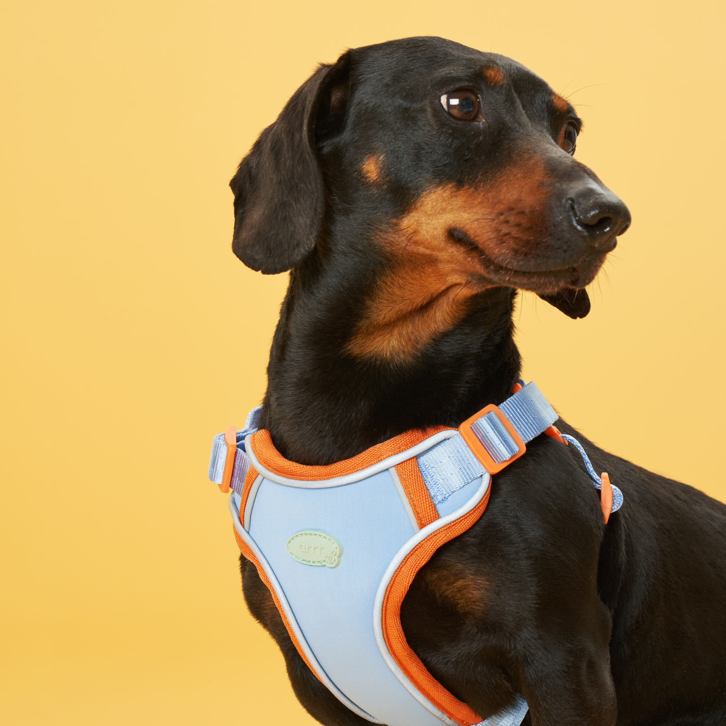 Myfit Harness | 緩緩安全胸背帶