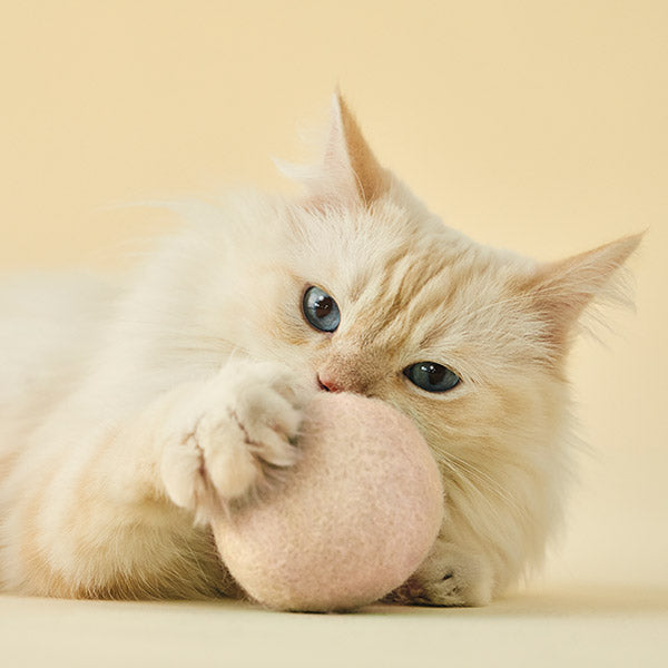 馬卡龍寶貝球 Macaron Cat Toy Ball