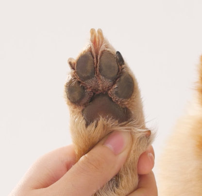 Waterless Bubble Cleanser｜寵物乾洗澡泡泡